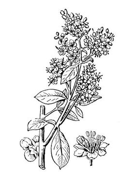 Лавсония неколючая, ветка с цветками и плодами; справа – цветок
